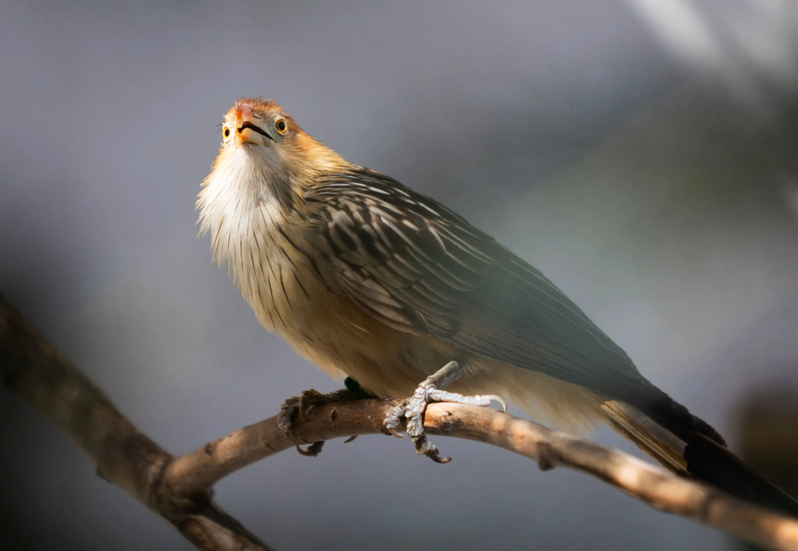 Tracy Aviary Bird